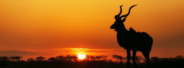 Wall Mural - south africa sunset kudu silhouette
