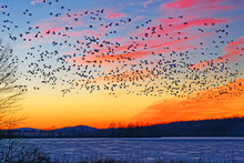 Snow Geese Flying Over Frozen Lake