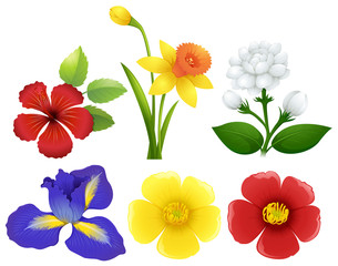 Wall Mural - different types of flowers