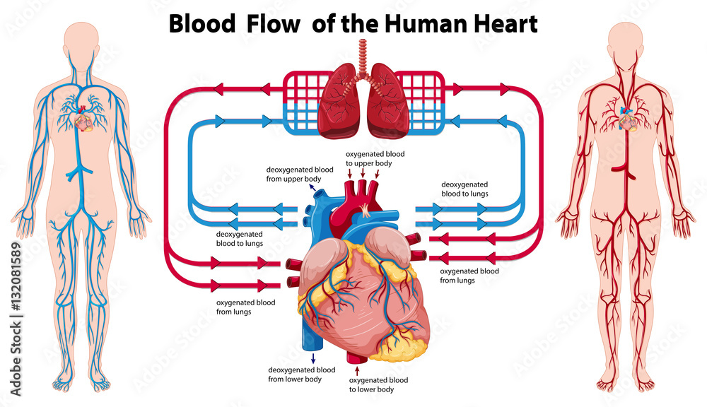 Wall Murals Diagram Showing Blood Flow Of The Human Heart Nikkel Art Wall Murals Diagram Showing Blood Flow Of The Human Heart Nikkel Art