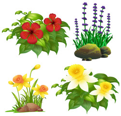 Wall Mural - Different types of tropical flowers