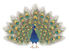 Cartoon Peacock Portrait