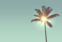Tropical Palm Tree Silhouette Against Bright Sunlight