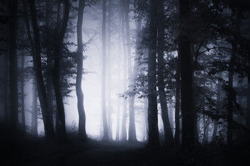 Plakat drzewa krajobraz pejzaż las noc
