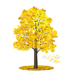 Wall Mural - detached tree linden with red and yellow leaves on a white backg
