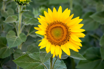 Wall Mural - Sunflower