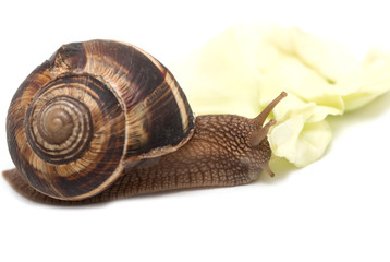 Wall Mural - snail on a white background