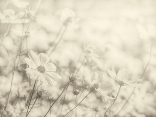 Wall Mural - sepia tone cosmos flower in the garden