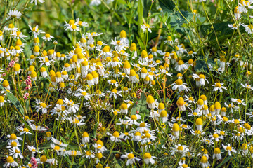 Sticker - White and yellow blooming chamomile and other wild plants from c