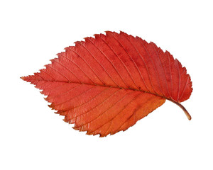Wall Mural - red and yellow leaf elm isolated on white background.