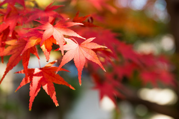 Wall Mural - red japanese maple leaves