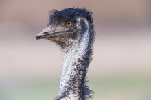 Farmed Emu