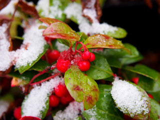 Wall Mural - Gaultheria procumbens - eastern teaberry, the checkerberry, the boxberry,  the American wintergreen   