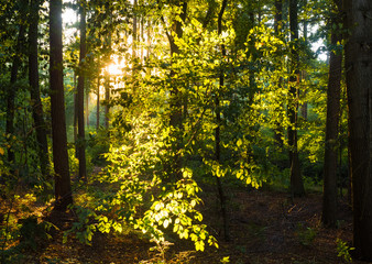  magic sunlight in the forest