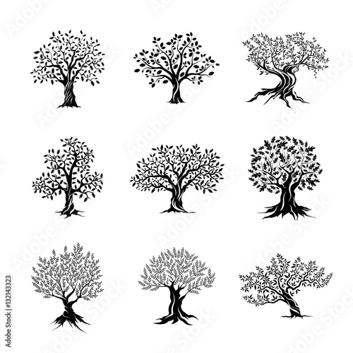 Fotomural magnificent olive and oak trees silhouette