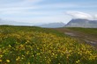 © l1m2e3 - Sommaräng på Lofoten