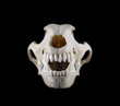 Skull of dog breed the fox terrier front view isolated on a black background. Focus on fangs. 