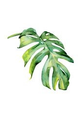 Wall Mural - Watercolor illustration of tropical leaves, dense jungle. Hand painted. Banner with tropic summertime motif may be used as background texture, wrapping paper, textile or wallpaper interior design