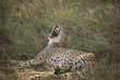 © Betty Sederquist - Yawning Cheetah