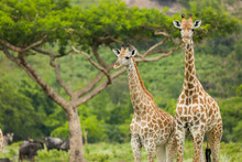 Two Giraffes And An Acacia Tree