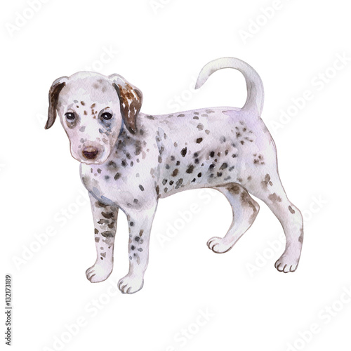 Watercolor Closeup Portrait Of Cute Dalmatian Puppy Breed Dog