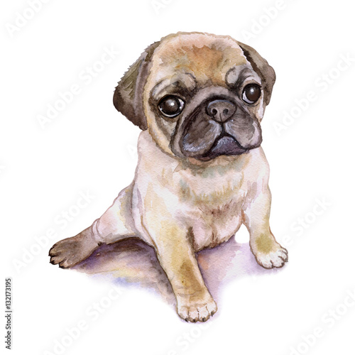 Watercolor Closeup Portrait Of Chinese Wrinkled Pug Dog Puppy