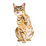 Fototapeta Koty - Watercolor portrait of bengal cute cat with dots, stripes isolated on white background. Hand drawn sweet home pet. Bright colors, realistic design. Greeting card design. Clip art. Place for your text