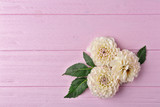 Fototapeta  - Beautiful dahlia flowers on pink wooden background