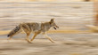 Running coyote with motion blur from panning the camera. Focus is on the eye.