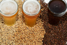 Home Brew Beer Ingredients With Various Grains Illustrating Different Color And The Beers Produced From Different Mixtures Of Grains