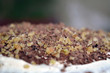 Кусок медового домашнего торта крупным планом, макросъемка