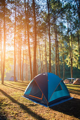 camping and tent under the pine forest in sunset at pang-ung, pine forest park , mae hong son, north