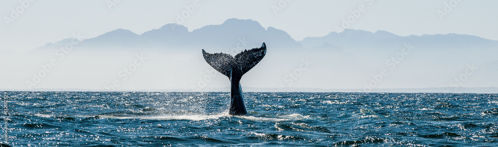 Seascape with Whale tail. The humpback whale (Megaptera novaeangliae) tail - obrazy, fototapety, plakaty 