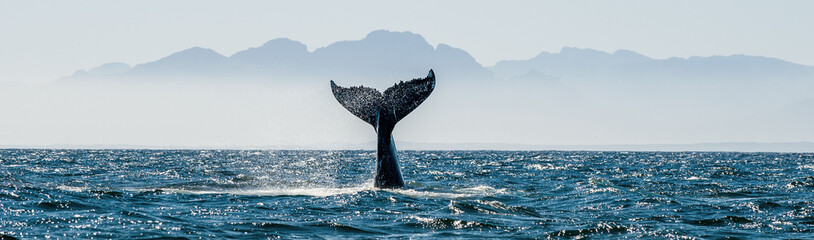 seascape with whale tail. the humpback whale (megaptera novaeangliae) tail