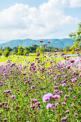 Wall Mural - Verbena flowers in Thai