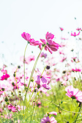 Wall Mural - Beautiful cosmos flowers