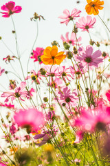 Wall Mural - Beautiful cosmos flowers