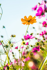 Wall Mural - Beautiful cosmos flowers