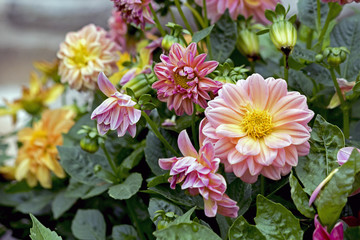 Poster - Pink Yellow Flower Dahlia