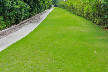 Wall Mural - Stone block walk path in the park with green grass background