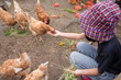 © gamelover - Young girl feeding grain to hen by hand