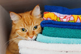 Fototapeta Koty - Cute ginger cat hides in a pile of towels. Fluffy pet with wary eyes tried to sleep in forbidden place - wardrobe with clean and ironed clothes and towels.