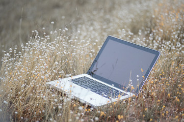 Poster - Laptop with empty screen on green grass. Office and work space o