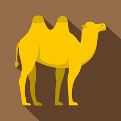 Wall Mural - Yellow camel icon. Flat illustration of yellow camel vector icon for web isolated on coffee background