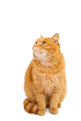 Poster - ginger cat isolated