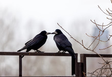 Ravens Sitting On A Fence On A City Street