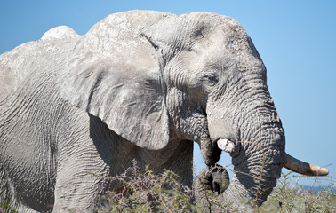 old elephant