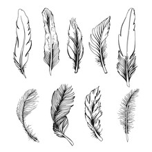 Set Of Feather