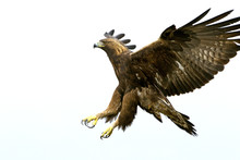 Adult Male Of Golden Eagle Flying. Aquila Chrysaetos