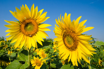 Field of yellow sunflowers on one of which sits a bee and blue s